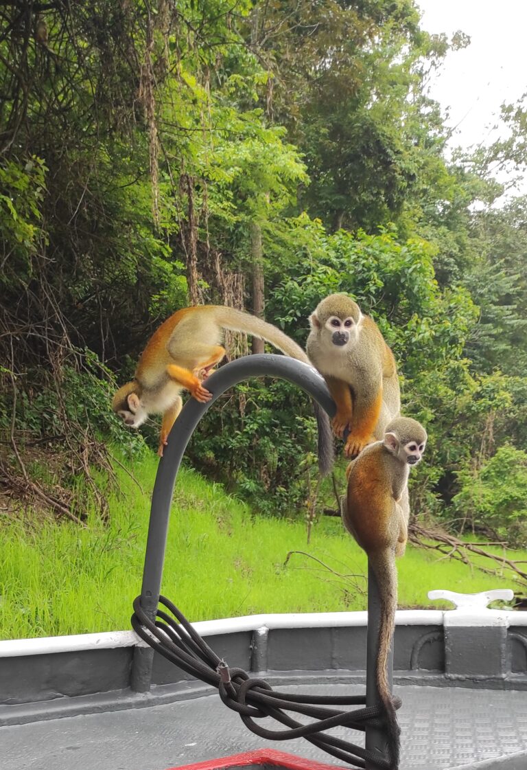Amazônia da melhor maneira