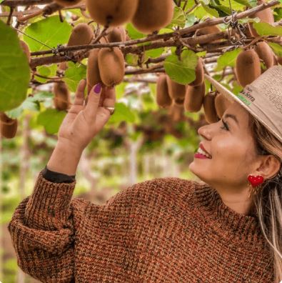 Colheita do Kiwi, café colonial e outlet / 17 de maio 2026.